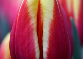 Tulipa Jan Seignette ® (3)